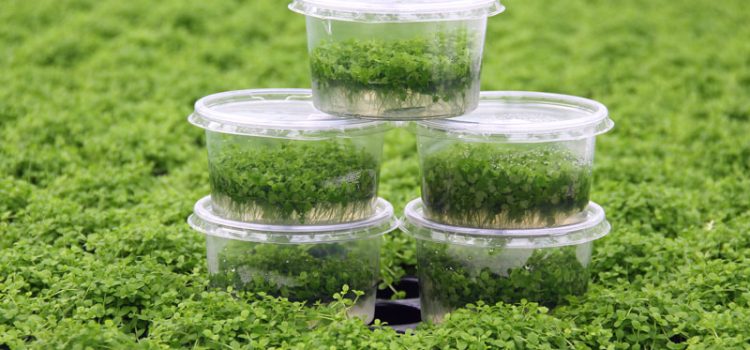 In-vitro-cultuur van aquariumplanten