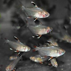 Hyphessobrycon rosaceus