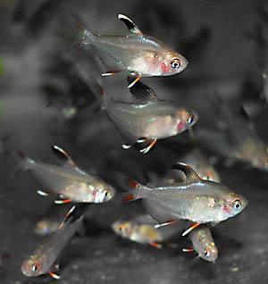 Hyphessobrycon rosaceus