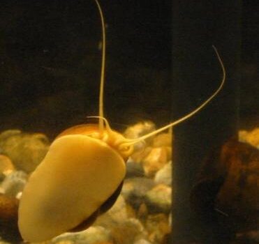 Het nut van slakken in ons aquarium (voor leden)