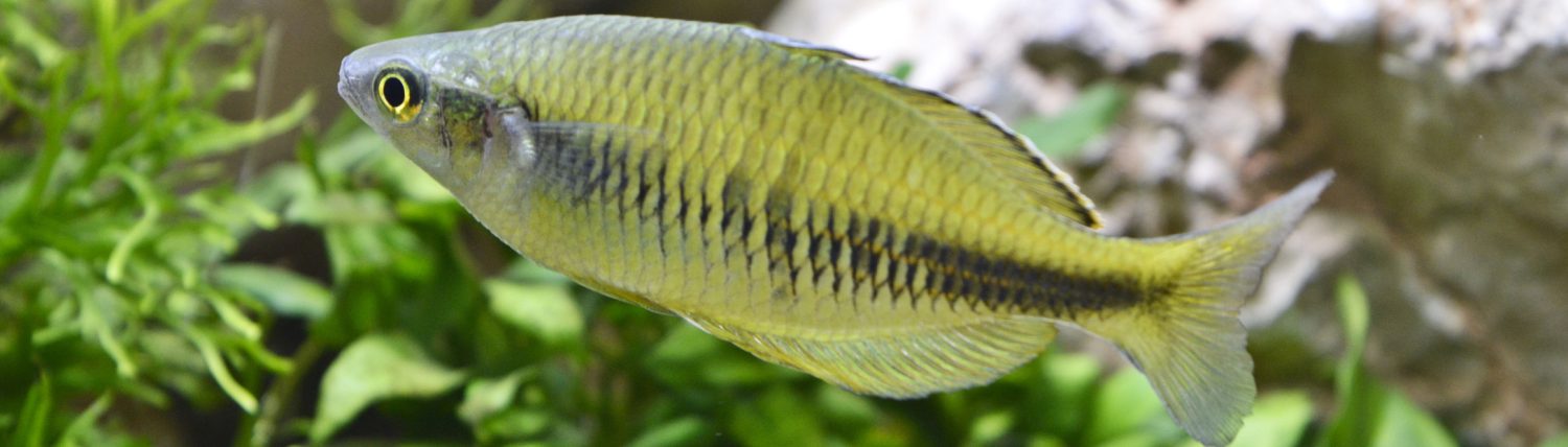 A.H.V. Rosaceus