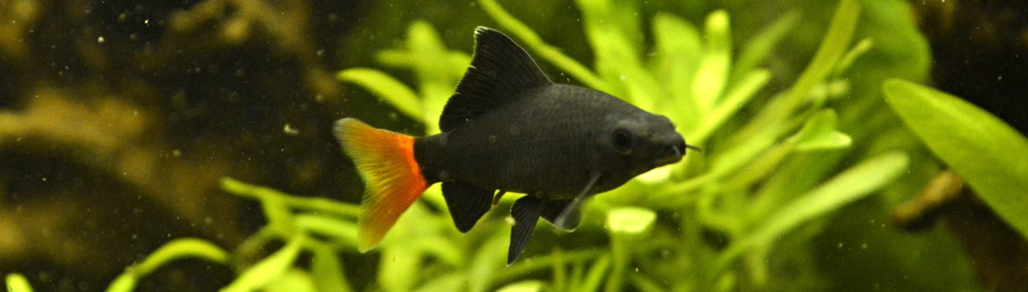 A.H.V. Rosaceus