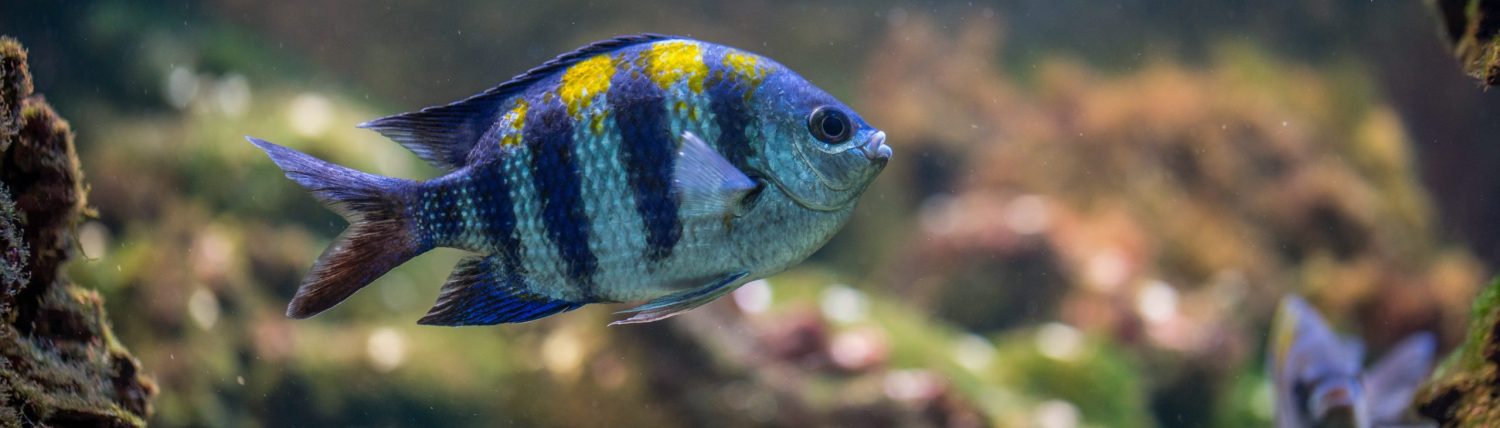 A.H.V. Rosaceus