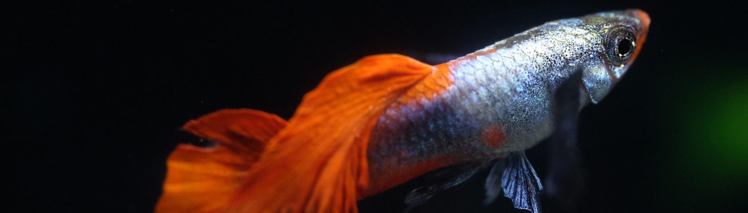 A.H.V. Rosaceus