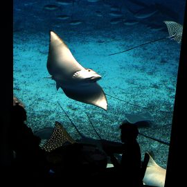 Silhouetten van bezoekers kijken in een donkere zaal omhoog naar een groot verlicht aquarium waarin een rog statig voorbij zweeft.