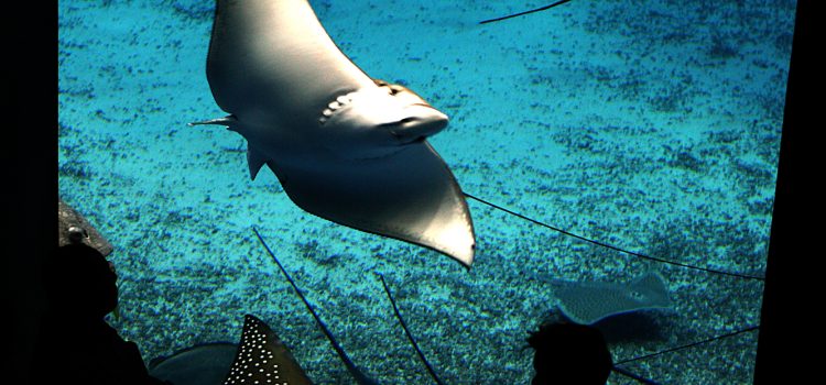 Silhouetten van bezoekers kijken in een donkere zaal omhoog naar een groot verlicht aquarium waarin een rog statig voorbij zweeft.