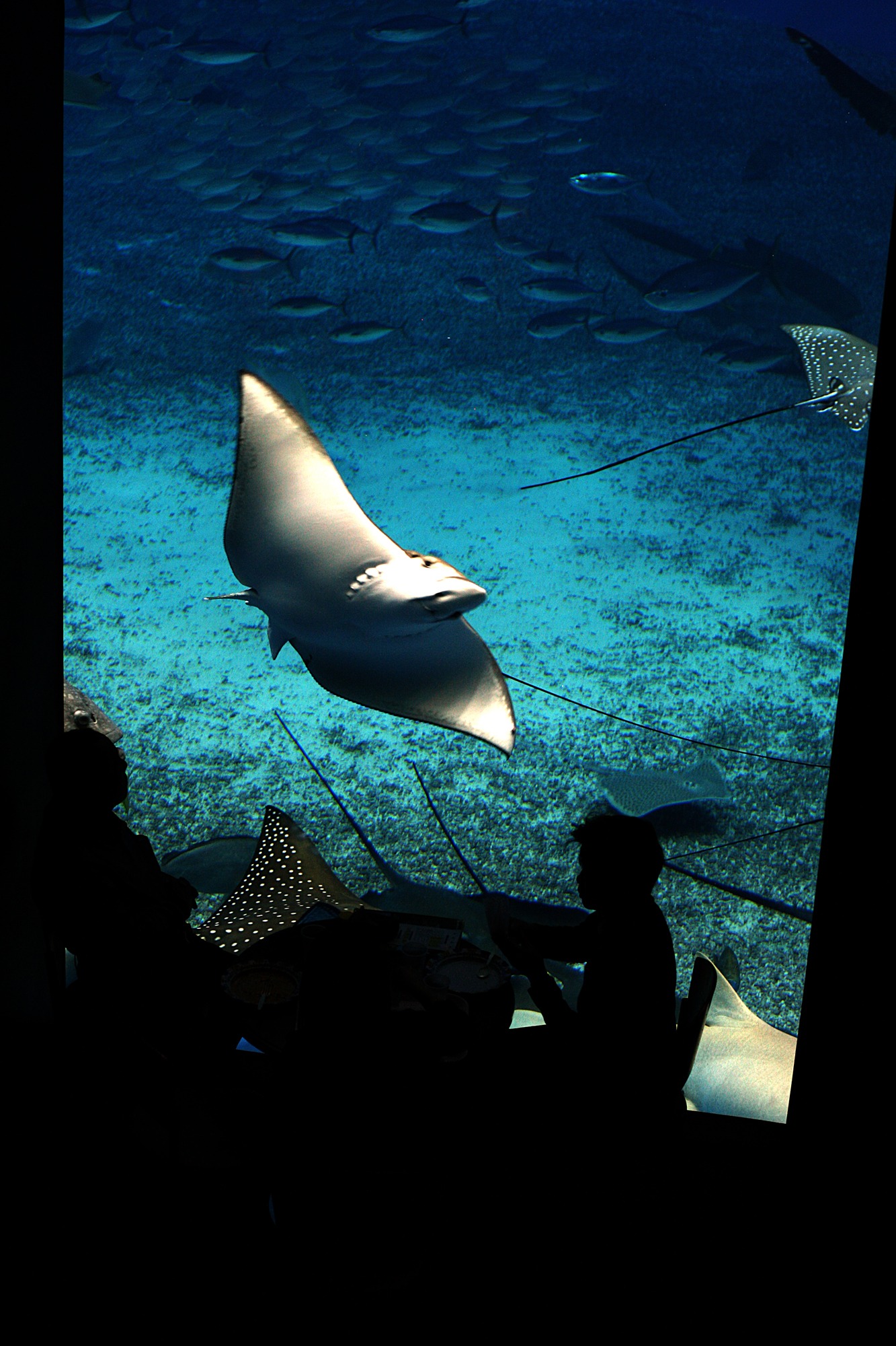 Silhouetten van bezoekers kijken in een donkere zaal omhoog naar een groot verlicht aquarium waarin een rog statig voorbij zweeft.