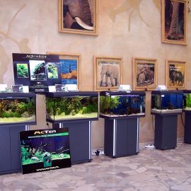 Rij show-aquaria op stands tijdens een aquariumtentoonstelling, elk met een ander beplant zoetwateraquarium.