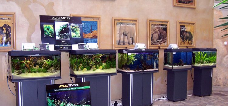 Bezoek de Betoverende Aquariumtentoonstelling in Westerlo! Rij show-aquaria op stands tijdens een aquariumtentoonstelling, elk met een ander beplant zoetwateraquarium.