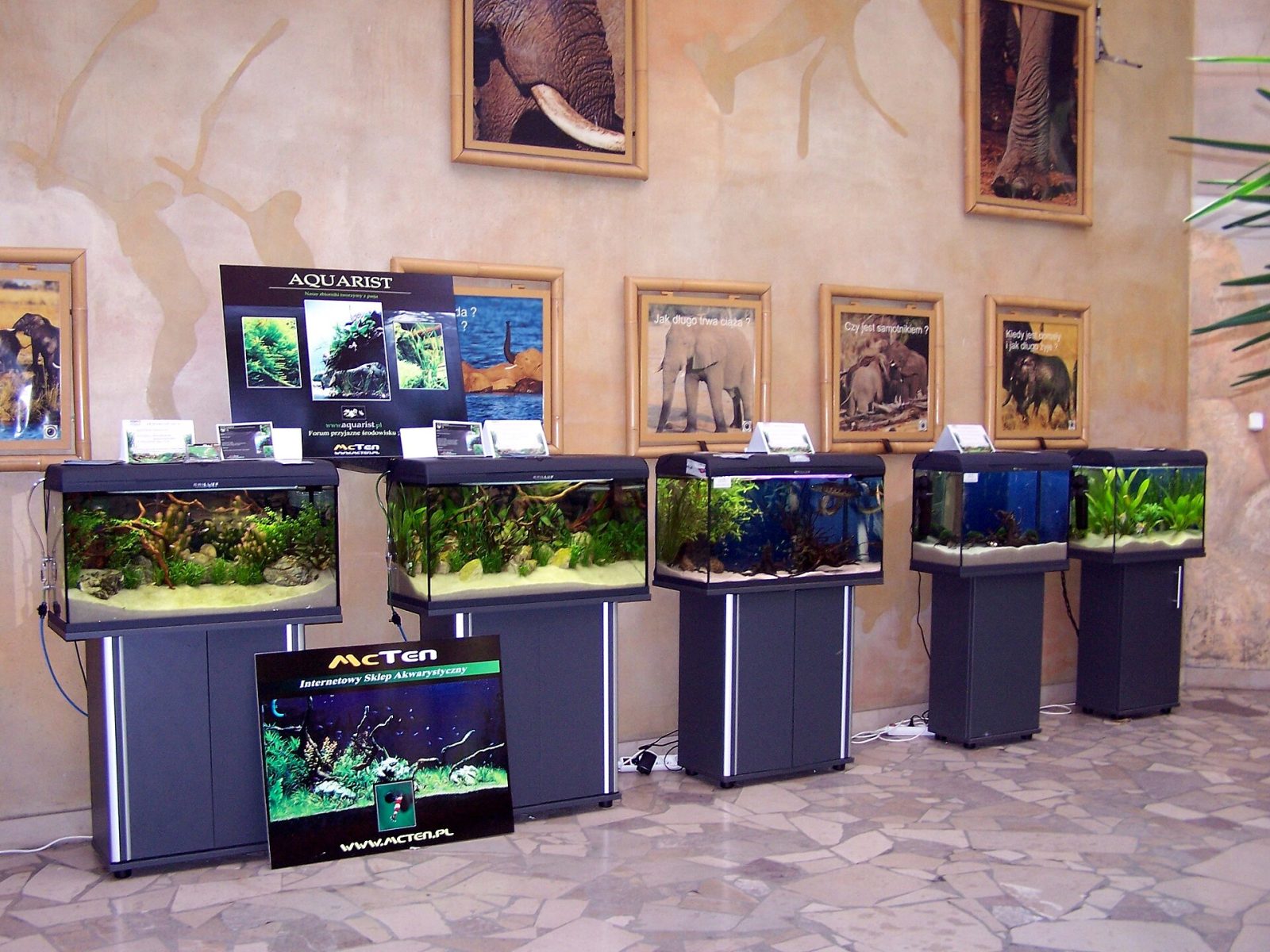 Rij show-aquaria op stands tijdens een aquariumtentoonstelling, elk met een ander beplant zoetwateraquarium.
