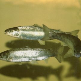 Drie jonge Atlantische zalmen (smolts) met zilveren flanken in helder water