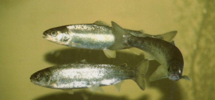 Zalmen aan de cocaïne: een gek nieuwsbericht met een serieuze les over ons water