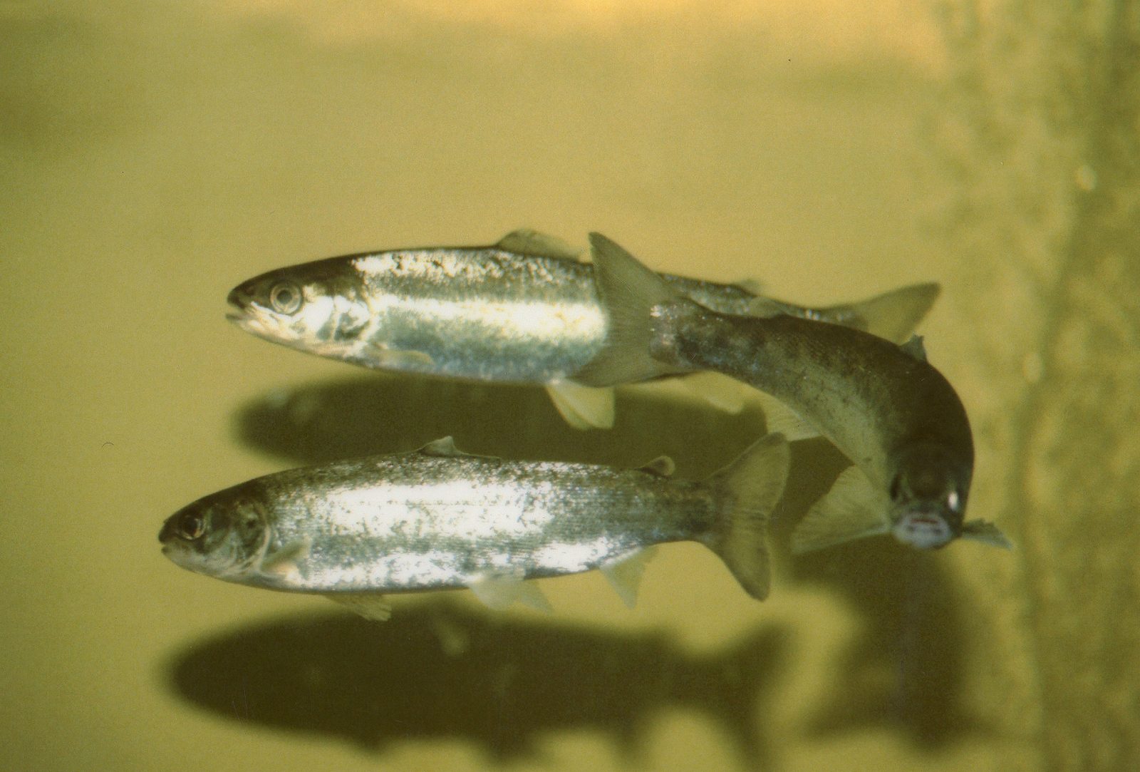 Drie jonge Atlantische zalmen (smolts) met zilveren flanken in helder water