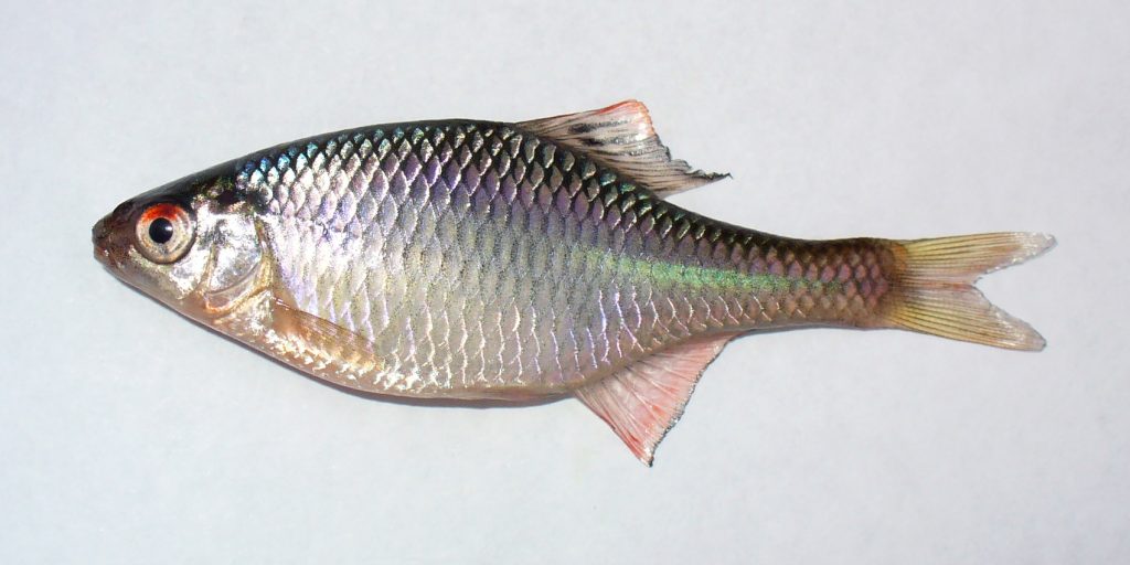 Een mannetje bittervoorn (Rhodeus amarus) in volle paaikleur.