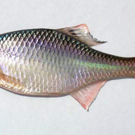 Een mannetje bittervoorn (Rhodeus amarus) in volle paaikleur.