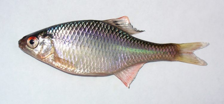 Een mannetje bittervoorn (Rhodeus amarus) in volle paaikleur.