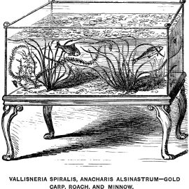 Victoriaanse salonaquarium met Vallisneria, waterpest, goudvis en voorn