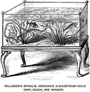 Victoriaanse salonaquarium met Vallisneria, waterpest, goudvis en voorn