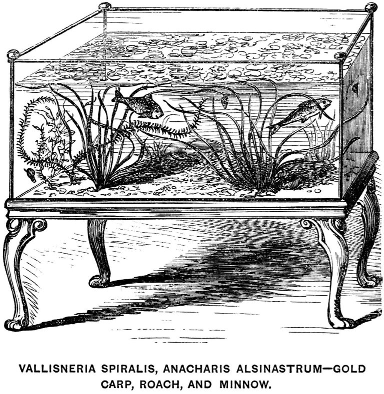 De voorgeschiedenis van het aquarium