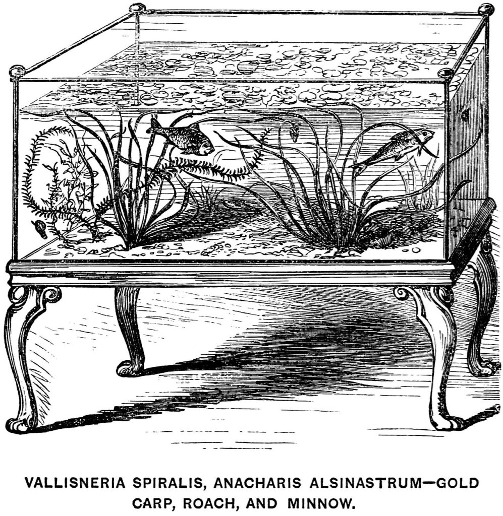 Victoriaanse salonaquarium met Vallisneria, waterpest, goudvis en voorn