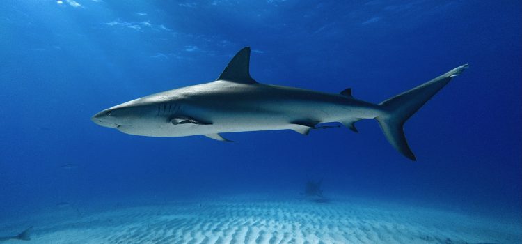 Een Caribische rifhaai glijdt over de geribbelde zandbodem in het heldere blauwe water bij de Bahama's
