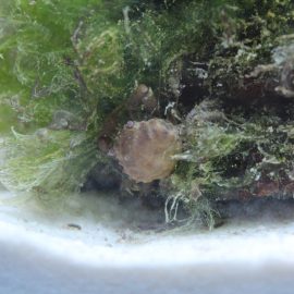 Bos groene draadalgen overwoekert een steen in een aquarium, met een klein krabbetje ertussen op de witte bodem