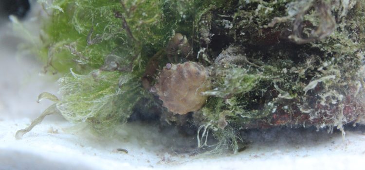 Algen in het Aquarium: Begrijpen, Voorkomen en Bestrijden Bos groene draadalgen overwoekert een steen in een aquarium, met een klein krabbetje ertussen op de witte bodem