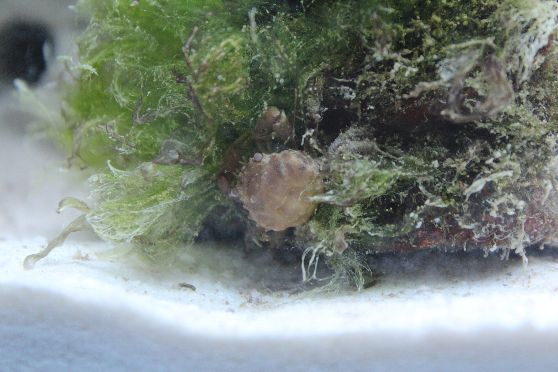Bos groene draadalgen overwoekert een steen in een aquarium, met een klein krabbetje ertussen op de witte bodem