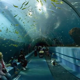 Bezoekers wandelen door een lange glazen tunnel van een groot publieksaquarium, met scholen vissen die boven en naast hen voorbijzwemmen.