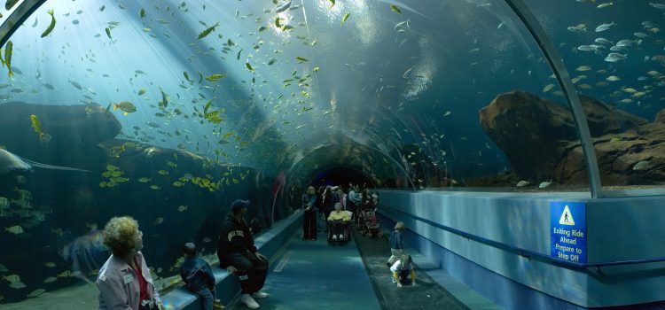 Honderdduizend vissen onder één glazen dak: Pairi Daiza opent Edenya