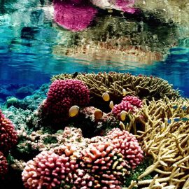 Een kleurrijk tropisch koraalrif met roze en bruine koralen, anemoonvissen en helder water net onder het wateroppervlak.