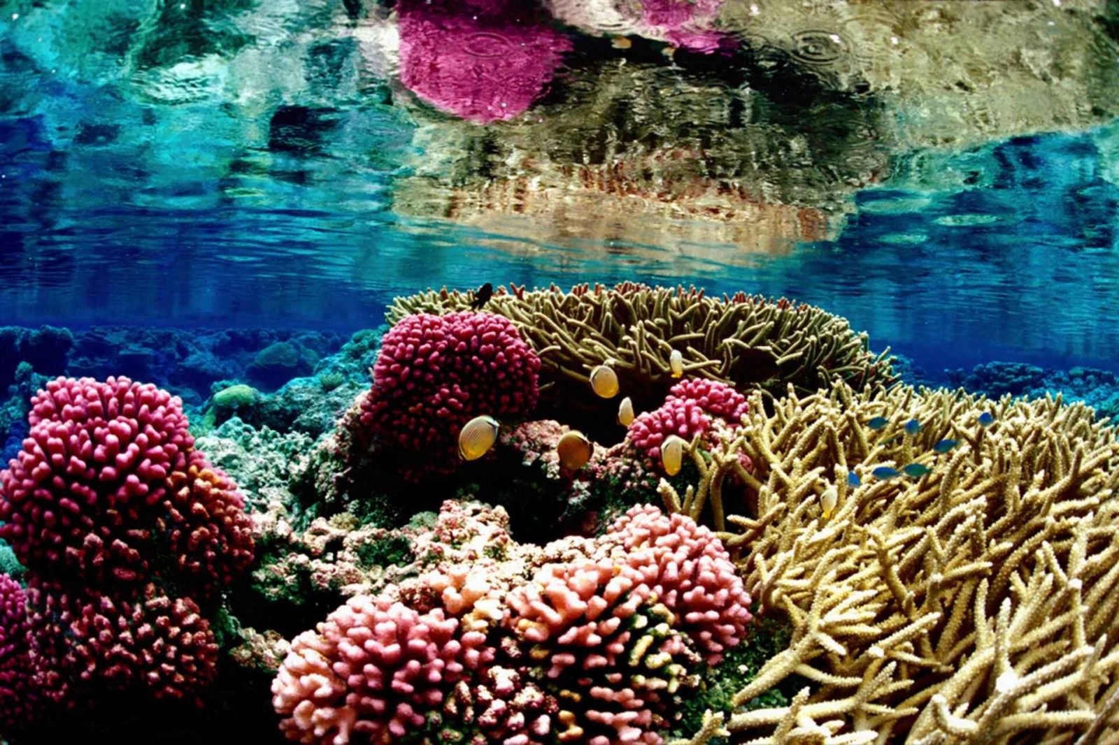 Een kleurrijk tropisch koraalrif met roze en bruine koralen, anemoonvissen en helder water net onder het wateroppervlak.