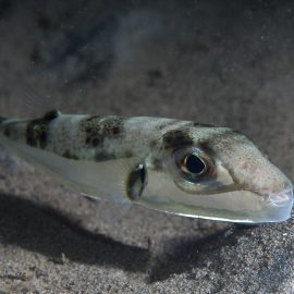 Zilverwang-kogelvis (Lagocephalus sceleratus) boven de zandbodem, met zilveren wang en snavelvormige bek