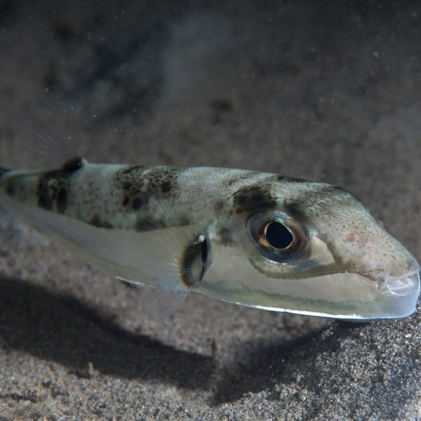 De kogelvis rukt op in de Middellandse Zee: wat een aquariaan erover moet weten