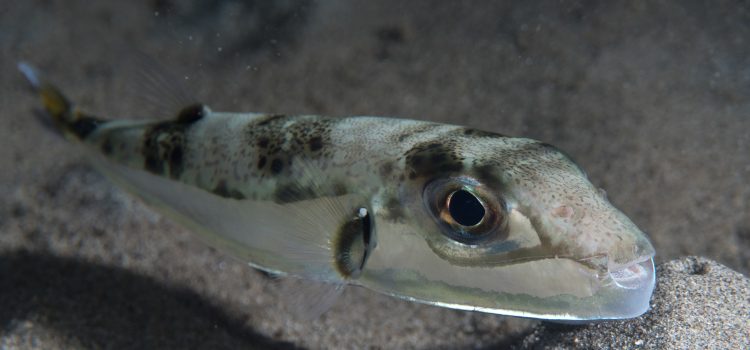 Zilverwang-kogelvis (Lagocephalus sceleratus) boven de zandbodem, met zilveren wang en snavelvormige bek