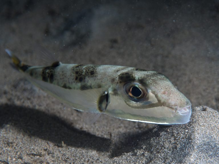 De kogelvis rukt op in de Middellandse Zee: wat een aquariaan erover moet weten