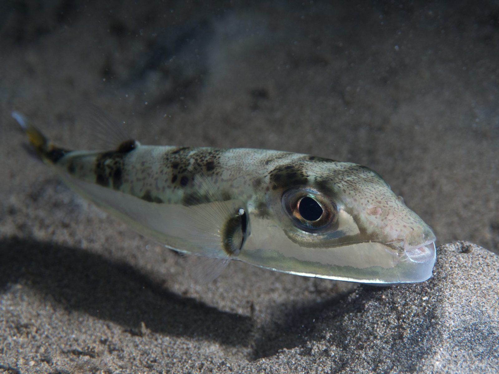 Zilverwang-kogelvis (Lagocephalus sceleratus) boven de zandbodem, met zilveren wang en snavelvormige bek