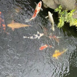Kleurrijke koi in een vijver