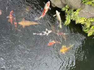 Kleurrijke koi in een vijver