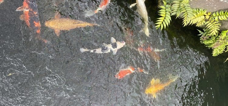 Kleurrijke koi in een vijver
