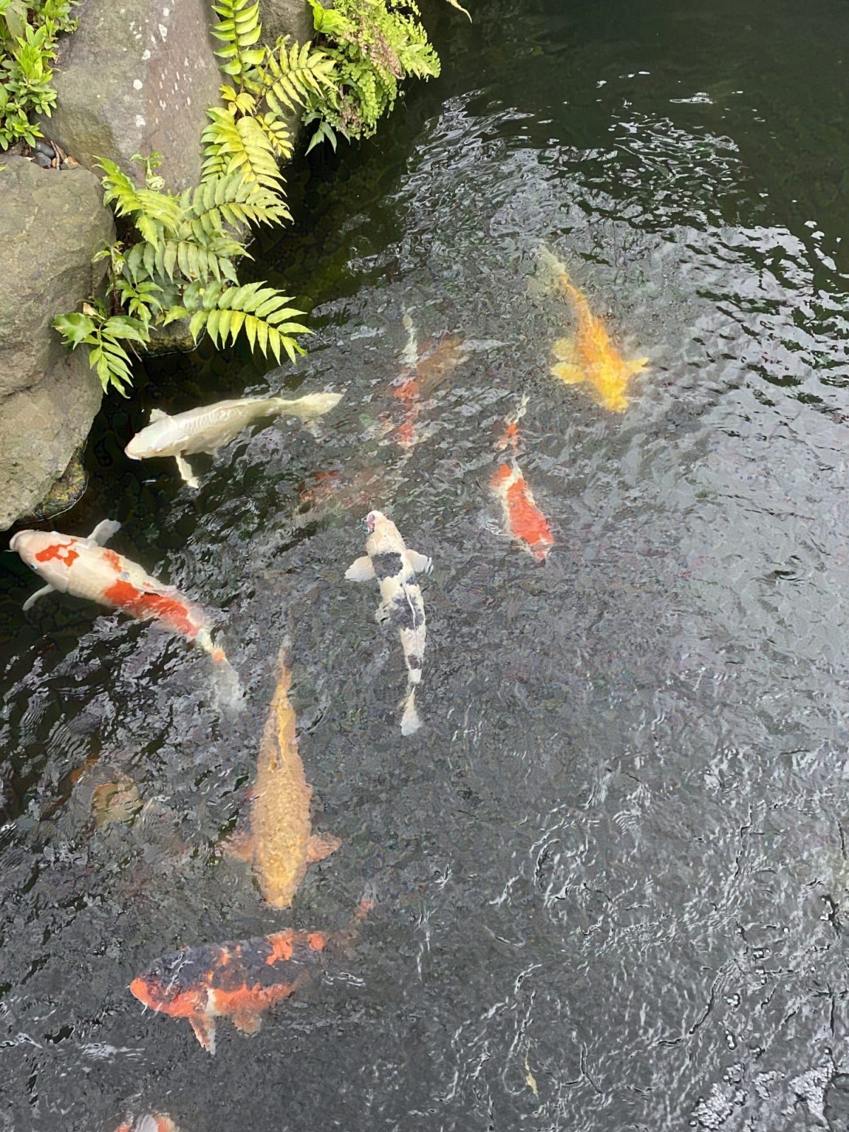 Kleurrijke koi in een vijver