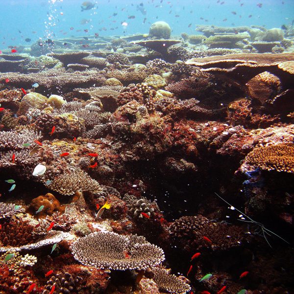 Een kleurrijk, gezond koraalrif in de Indische Oceaan met talrijke kleine tropische rifvissen tussen de koralen, het natuurlijke leefgebied van wildgevangen aquariumvissen