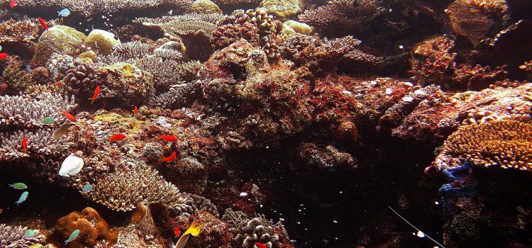 Het Verbod op Wildvang: Wat Betekent Dit Voor Onze Hobby? Een kleurrijk, gezond koraalrif in de Indische Oceaan met talrijke kleine tropische rifvissen tussen de koralen, het natuurlijke leefgebied van wildgevangen aquariumvissen