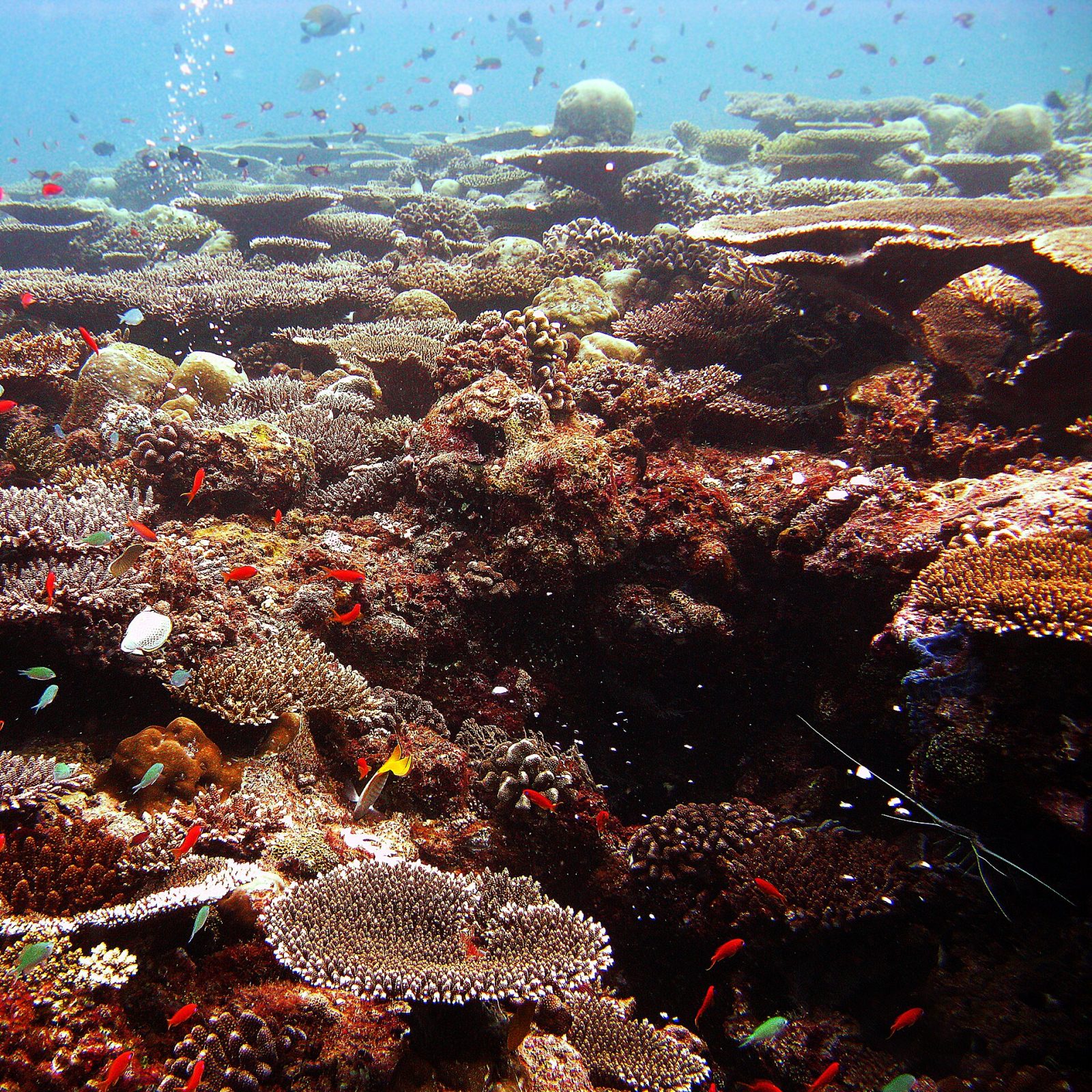 Een kleurrijk, gezond koraalrif in de Indische Oceaan met talrijke kleine tropische rifvissen tussen de koralen, het natuurlijke leefgebied van wildgevangen aquariumvissen