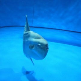 Een echte oceaanzonnevis of maanvis (Mola mola) zwemt in een groot aquariumbassin in Aqua World Oarai, Japan.