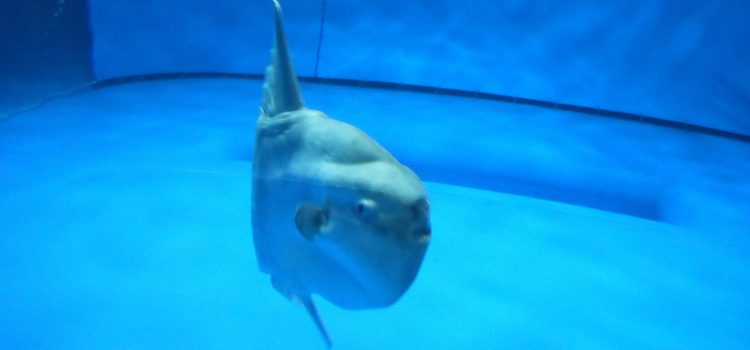 Japanse maanvis Mambo krijgt kartonnen vrienden om eenzaamheid te bestrijden Een echte oceaanzonnevis of maanvis (Mola mola) zwemt in een groot aquariumbassin in Aqua World Oarai, Japan.