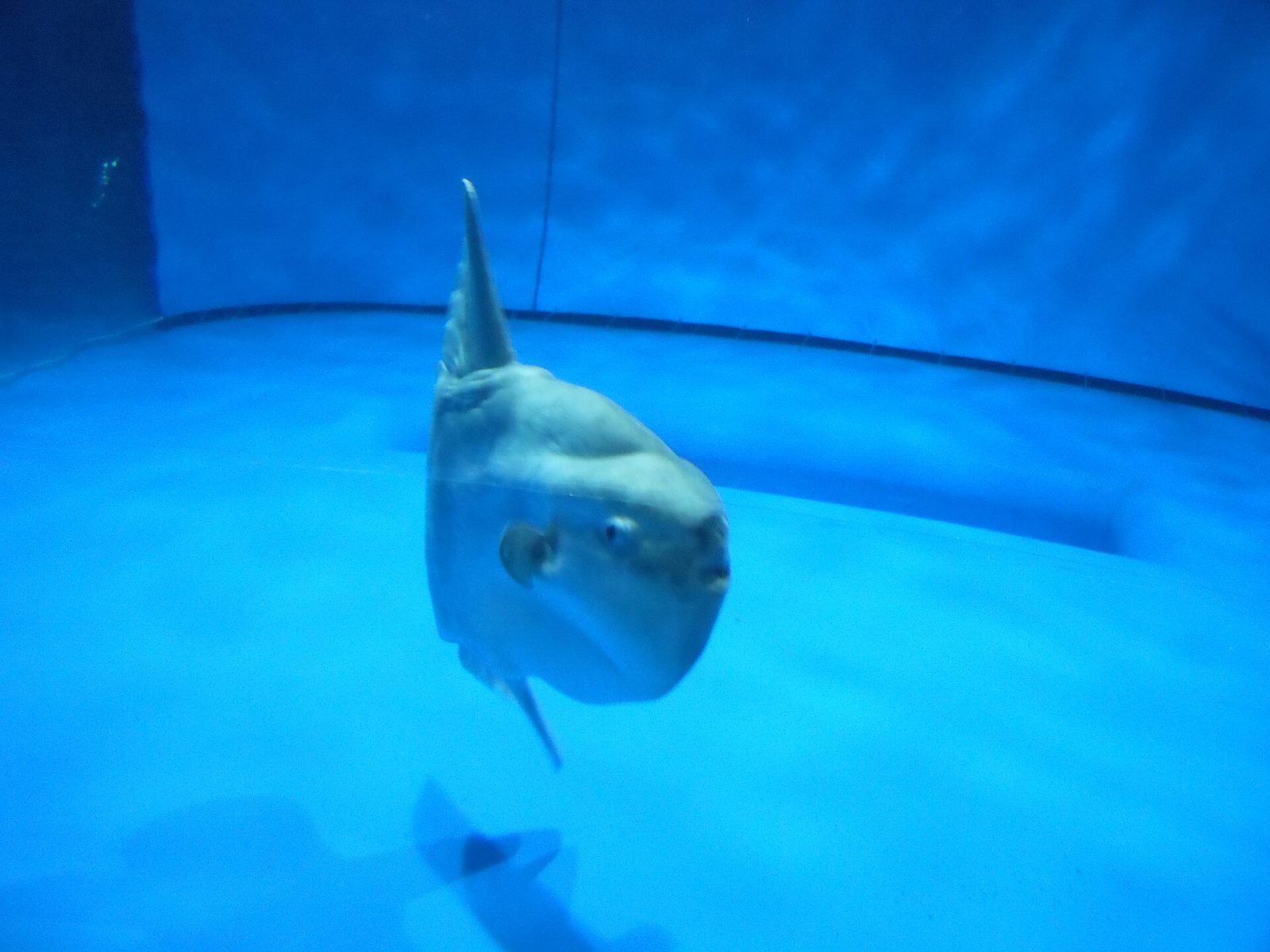 Een echte oceaanzonnevis of maanvis (Mola mola) zwemt in een groot aquariumbassin in Aqua World Oarai, Japan.