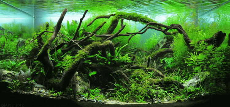 Een natuurstijl-aquascape met kienhout, rotsen en weelderige waterplanten