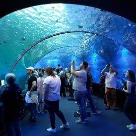 Bezoekers wandelen door de glazen onderwatertunnel van het Nausicaá-aquarium in Boulogne-sur-Mer en kijken omhoog naar de vissen boven hen.