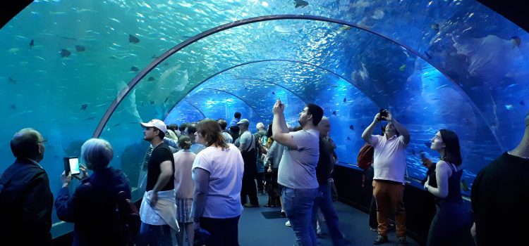 Ontdek de Grootste en Mooiste Aquaria in Nederland, België en Net Over de Grens! Bezoekers wandelen door de glazen onderwatertunnel van het Nausicaá-aquarium in Boulogne-sur-Mer en kijken omhoog naar de vissen boven hen.